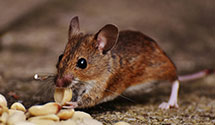 24 Hour & Emergency Exterminators in Norden, CA